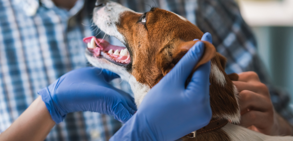 gestión de centros veterinarios