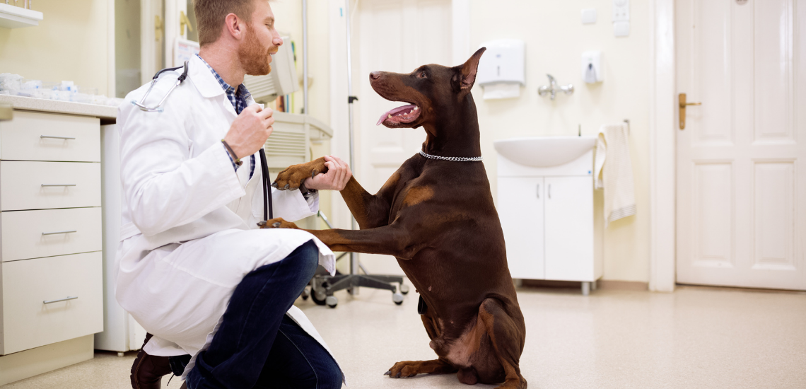 gestión de centros veterinarios