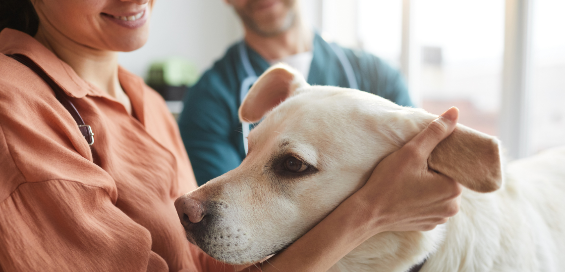 CONSEGUIR CLIENTES VETERINARIA