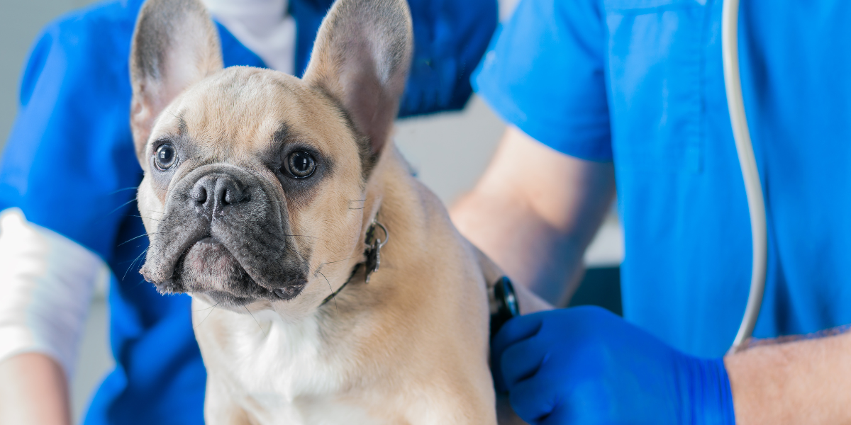 plan de negocio en tu clínica veterinaria