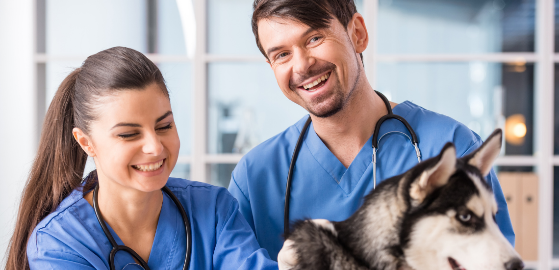 blog de marketing veterinario