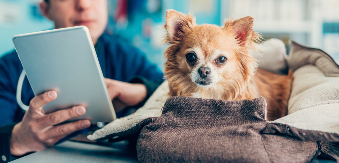 digitalizar tu centro veterinario