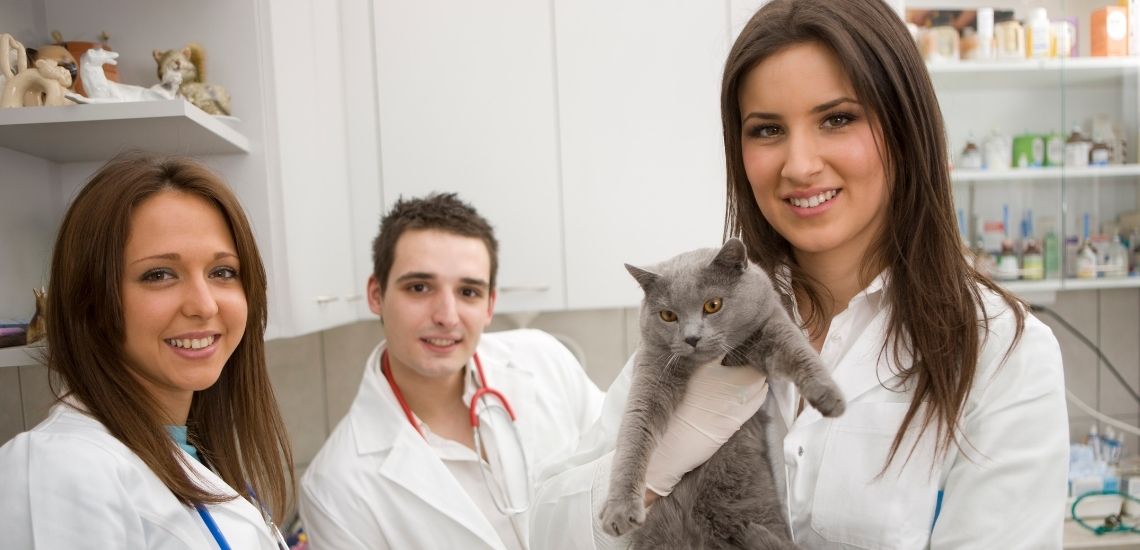 blog de marketing veterinario
