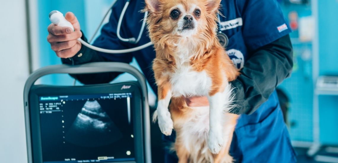 tendencias medicina veterinaria