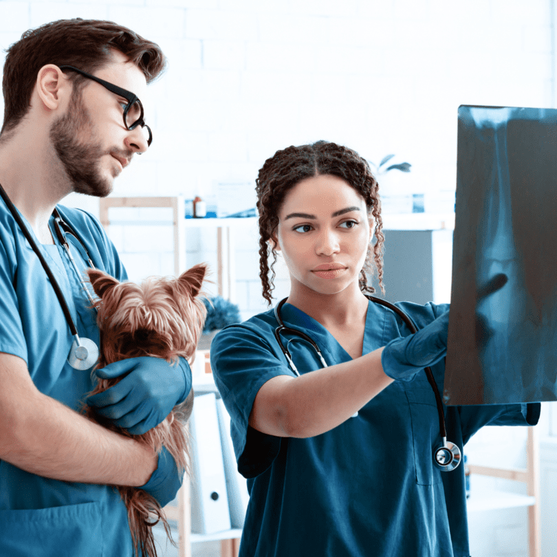 conexiones de WinVet