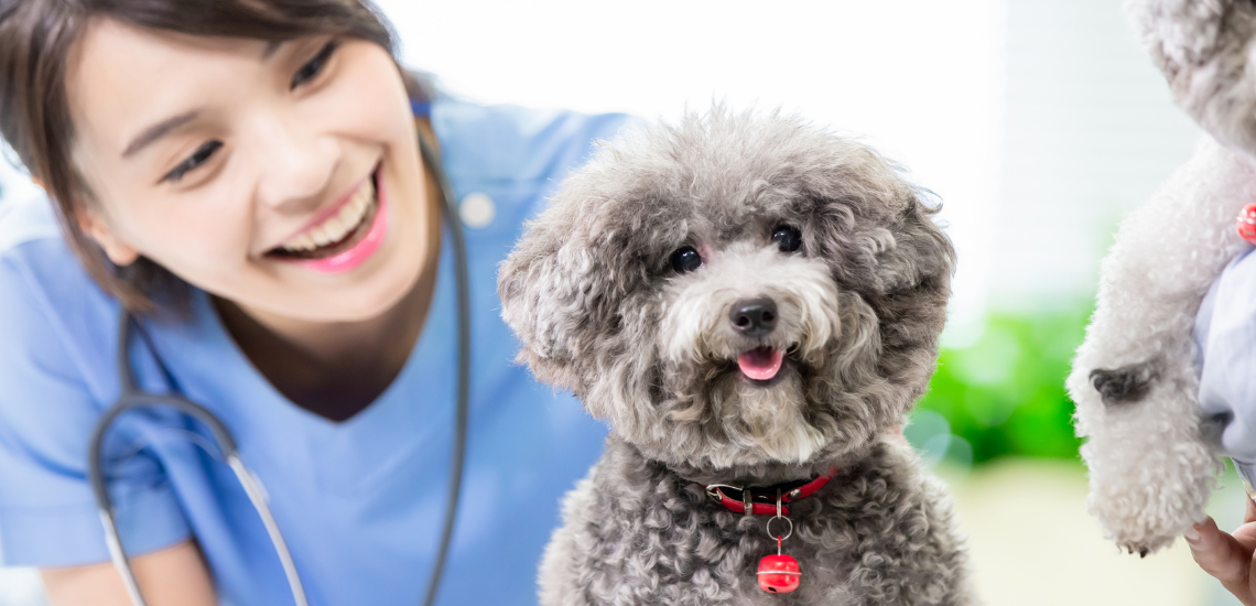 branding veterinario