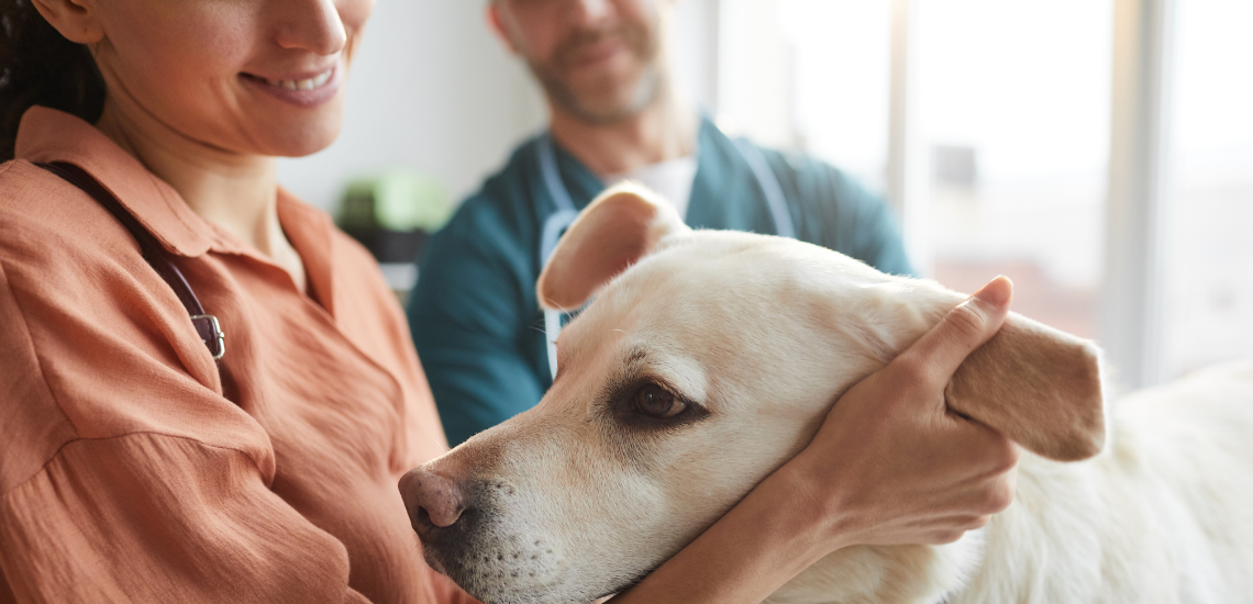 programa veterinario