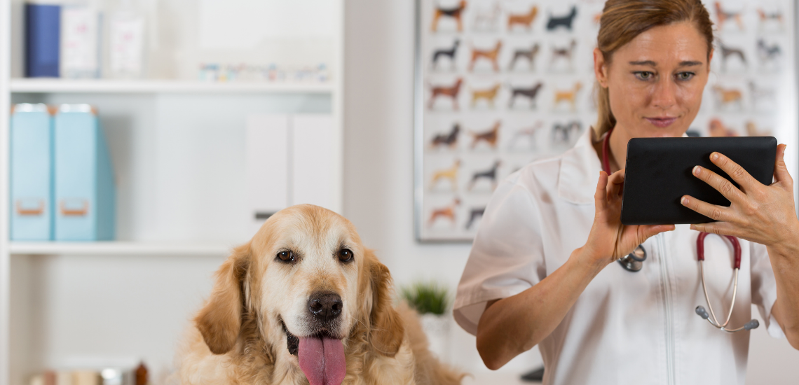 gestionar una clinica veterinaria