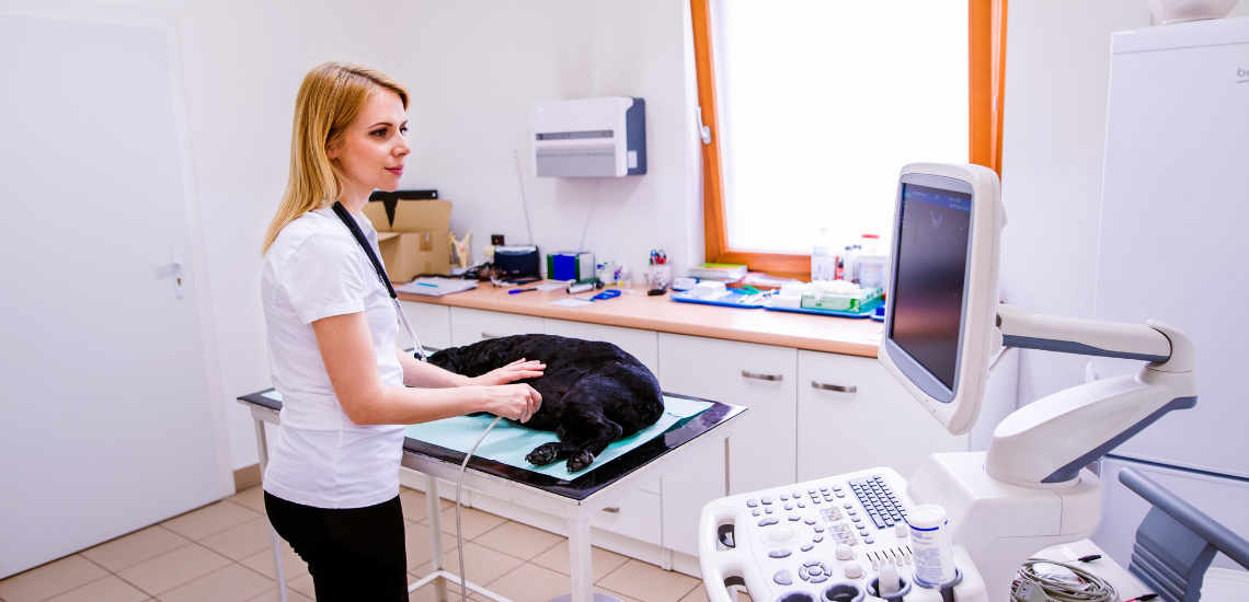 profesionales veterinarios