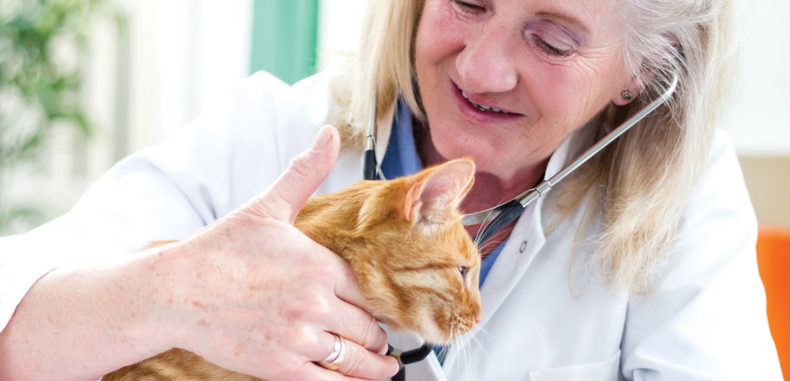 Herramienta de gestión veterinaria: Dime con quien andas y te diré quien eres