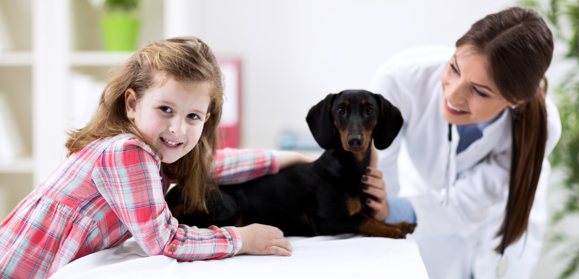 gestión veterinaria en local