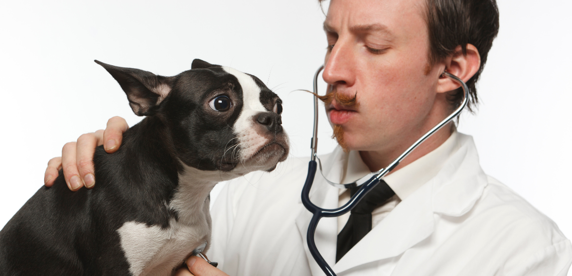 gestión veterinaria en local