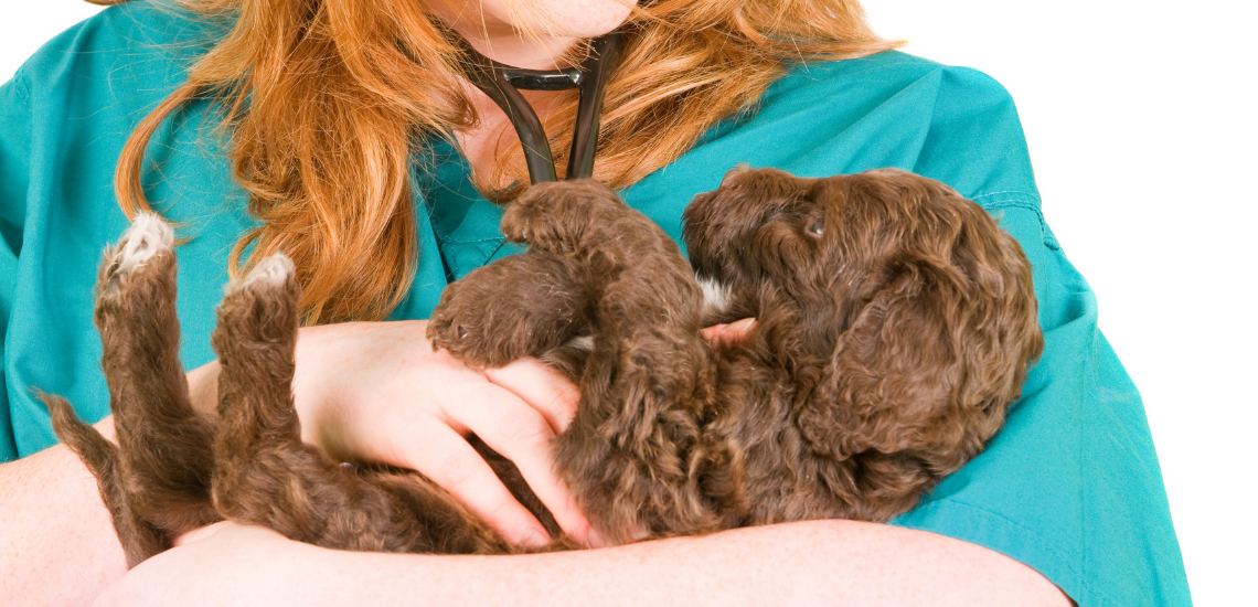 marketing veterinario