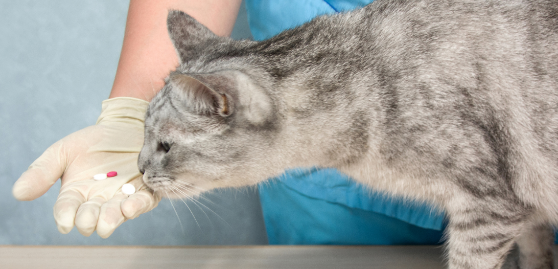 Protección de datos personales con tu software de gestión veterinaria