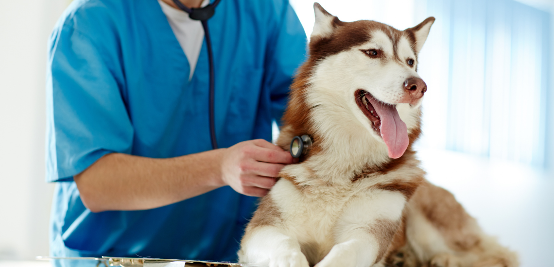 marketing digital veterinario