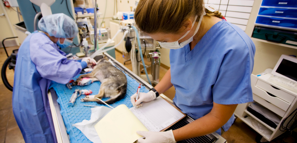 Protección de datos personales con tu software de gestión veterinaria