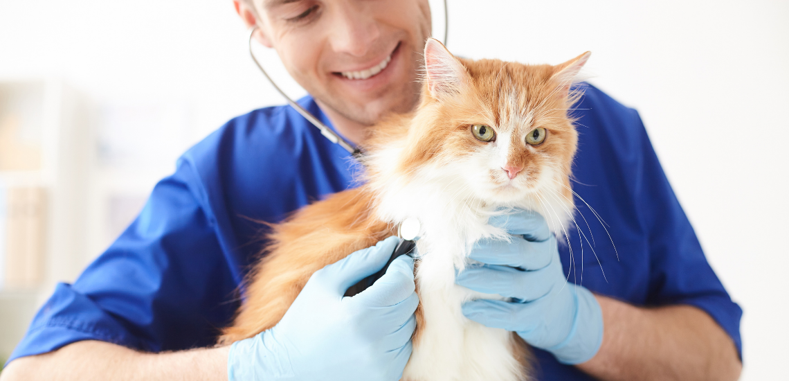 CLAVES PARA UNA CORRECTA GESTION DE HOSPITALES VETERINARIOS