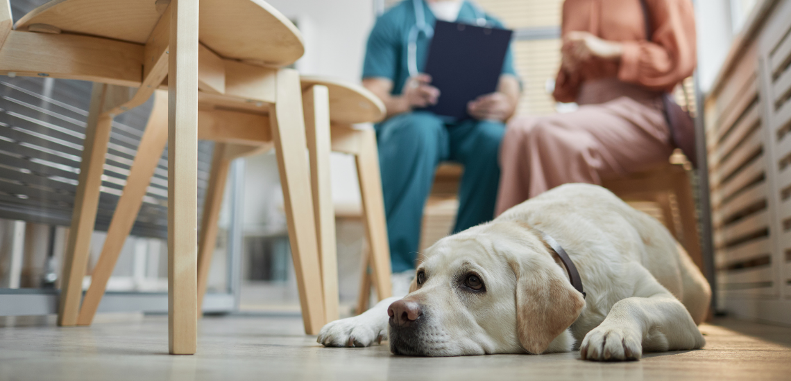 propietarios de mascotas