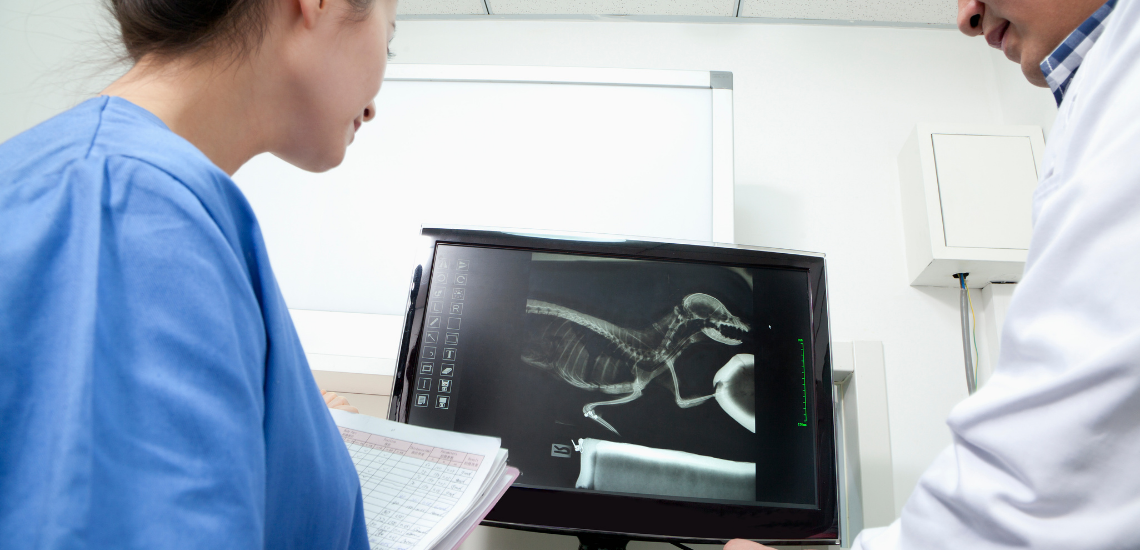 aumentar los ingresos de tu clínica veterinaria