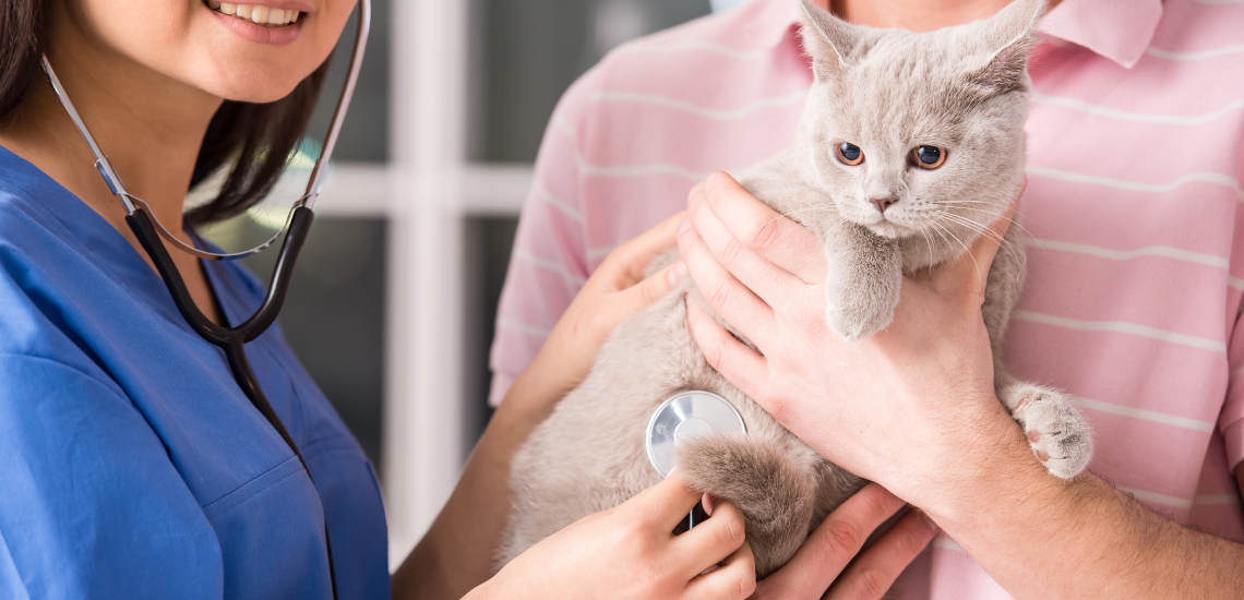 aumentar los ingresos de tu clínica veterinaria