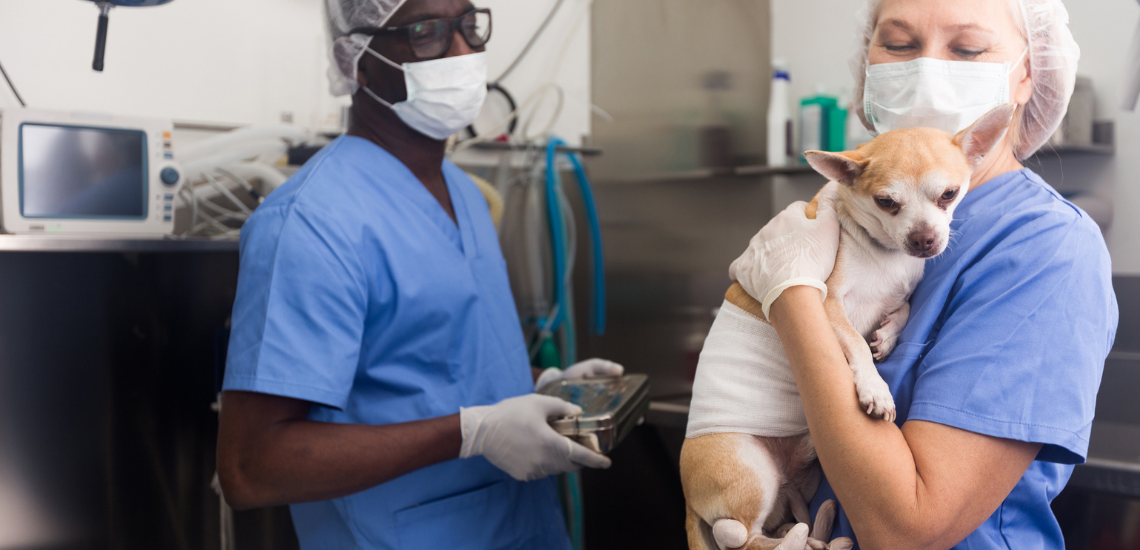 Enamorar al propietario de mascotas