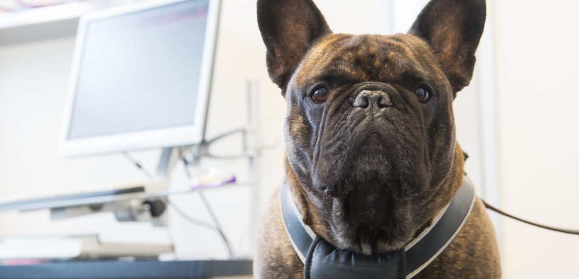 Presencia en internet