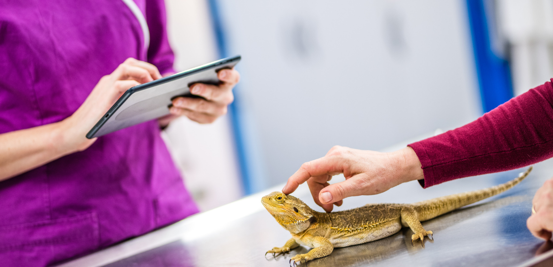 nueva gestion veterinaria