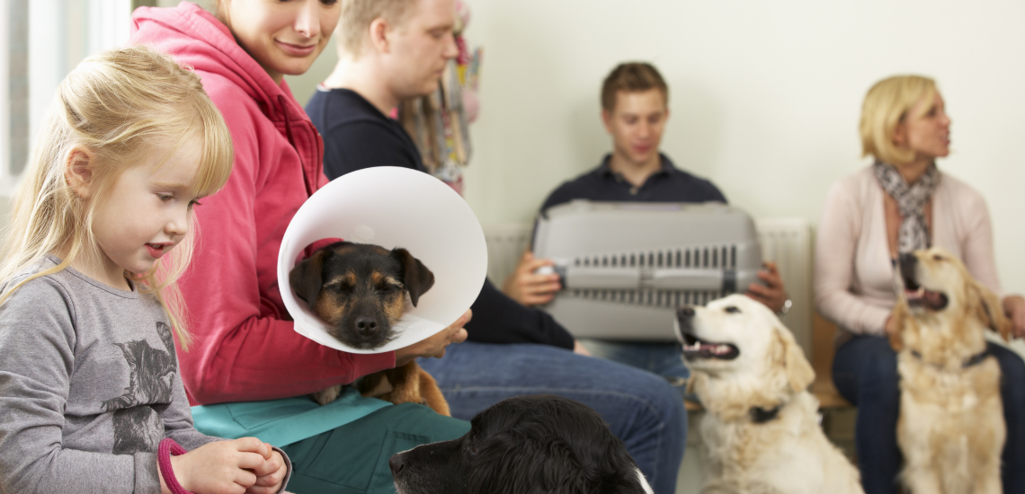 Aprovecha tu software de gestión veterinaria