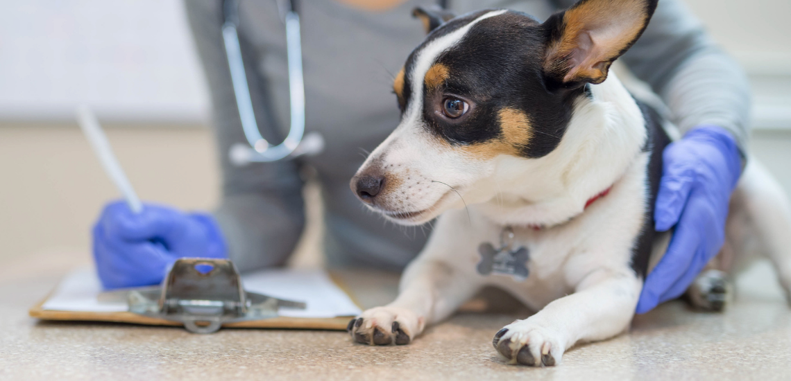 ENGAGEMENT MARKETING: CREA UN VÍNCULO EMOCIONAL CON EL PROPIETARIO DE MASCOTAS