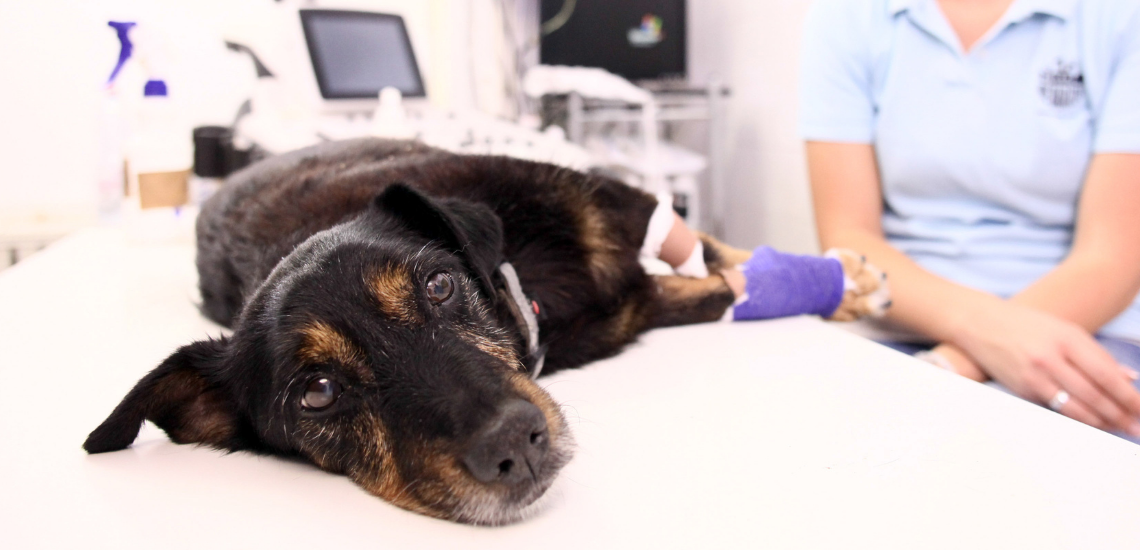 5 CONSEJOS PARA ADMINISTRAR TU CLINICA VETERINARIA