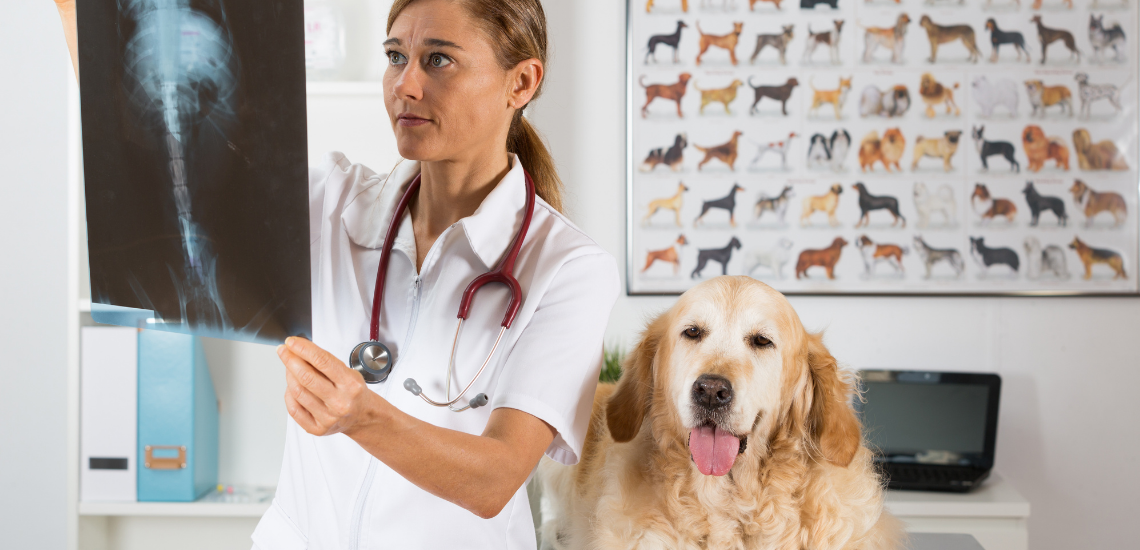 administrar clínica veterinaria