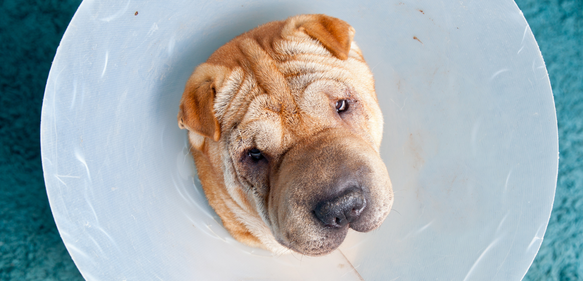 administrar clínica veterinaria